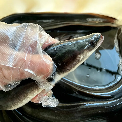 Whole dressed black eel - view 1