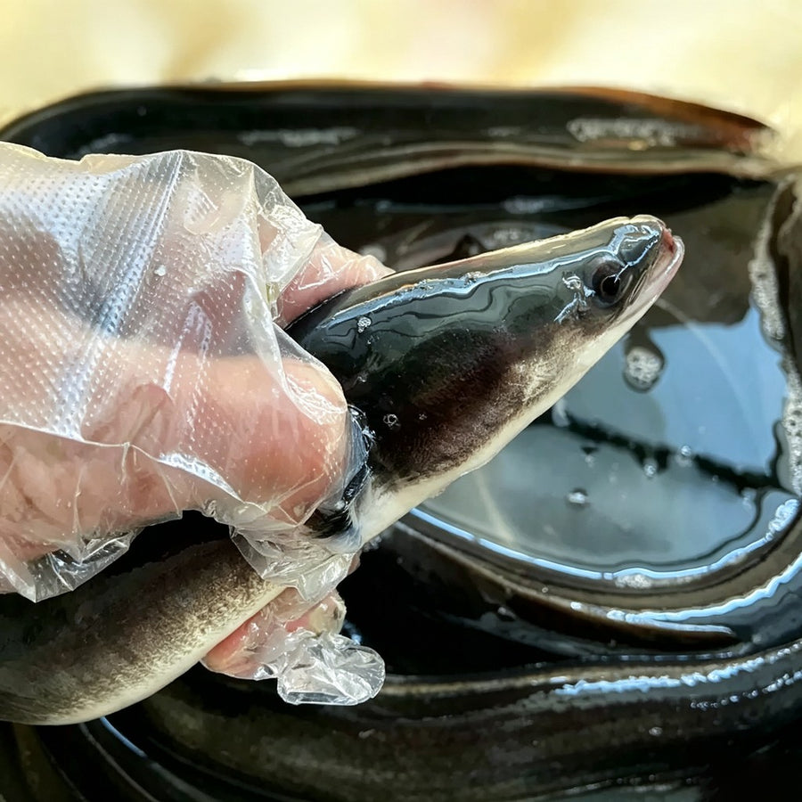 Whole dressed black eel - view 1